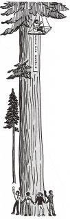 DCTreeSit