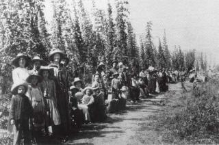 Hop_Pickers_Durst_Ranch