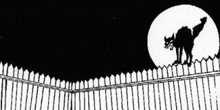 black_cat_fence